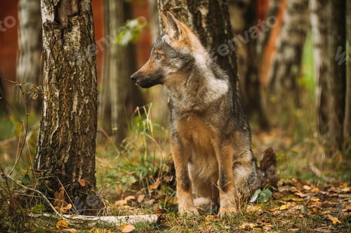Preview: Belarus. Funny Curious Cub Wolf, Canis Lupus, Gray Wolf, Grey Wolf Sitting Outdoors In Autumn Day
