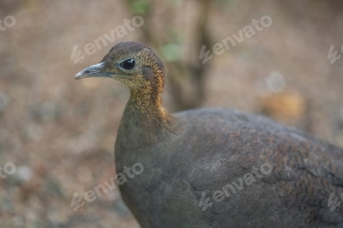 Preview: Solitary Tinamou bird (Tinamus solitarius)