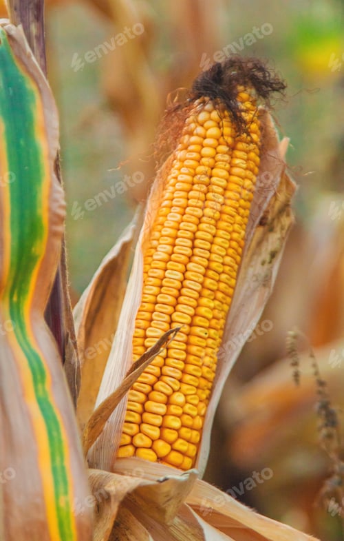 Preview: Corn harvest on the field. Selective focus.