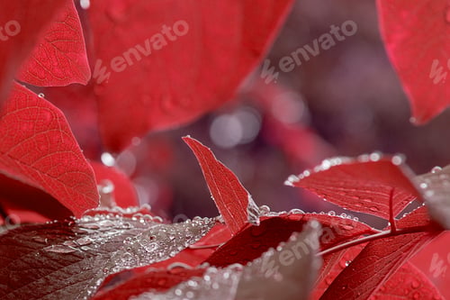 Preview: Red wet autumn leaves