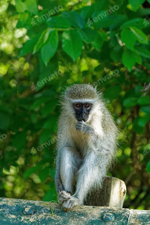 Preview: Vertical closeup of a shy Tantalus monkey, Chlorocebus tantalus sitting on a wood