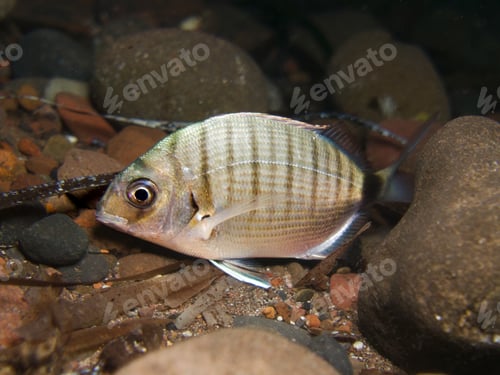Preview: Striped sea bream from the Aegean Sea