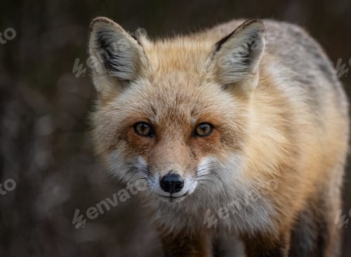 Preview: A Fox on the Beach