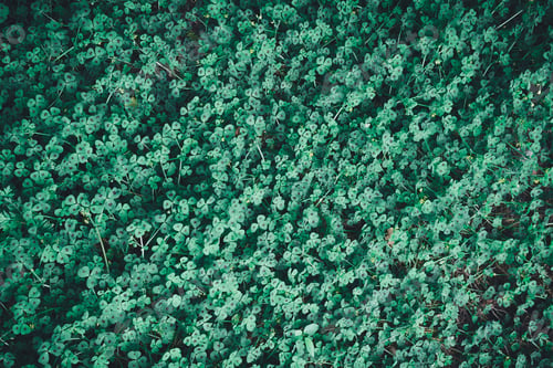 Preview: green leaves of medicago arabica or heart clover background