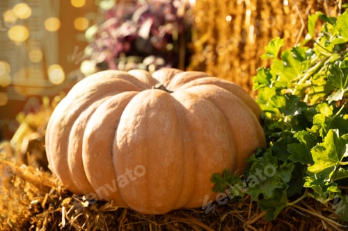 Preview: Orange pumpkin piled on hay bales at rural farm market in autumn sunlight. Close up.