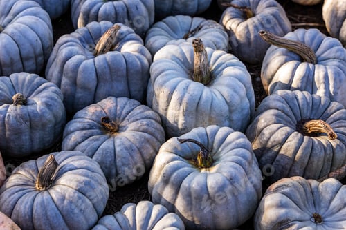 Preview: Heap of Blue Pumpkins in Sunlit Field