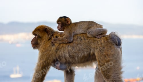 Preview: Mother and Baby Monkey, Barbary macaque at Rock of Gibraltar, UK