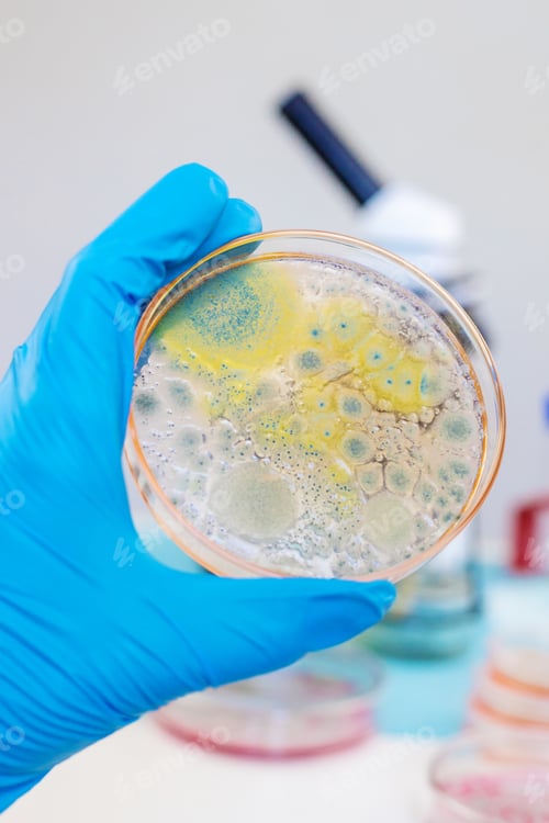 Preview: Examine bacteria in petri dishes in the laboratory. Selective focus.