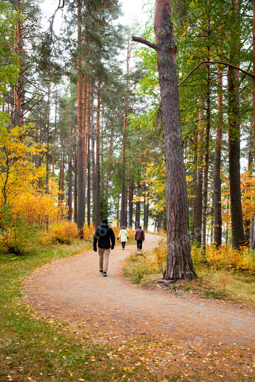 Preview: Unrecognized people walking in the forest in Autumn season. Trees with dry yellow leaves