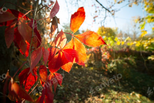 Preview: Close up of bright yellow and red maple leaves on fall tree branches