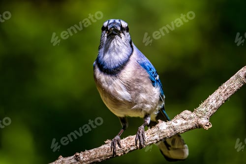 Preview: Closeup shot of a bright blue jay bird perched on a branch