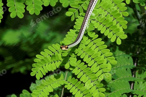 Preview: a worm on a leafy tree, possibly a plant