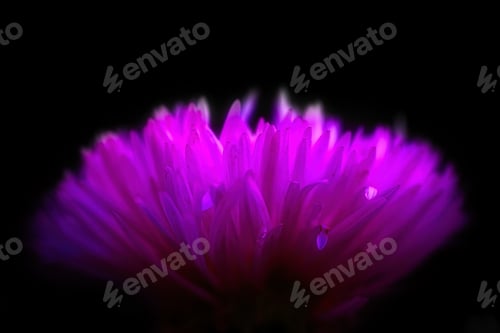Preview: Closeup of a purple flower on black background