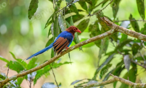 Preview: Sri Lanka blue magpie or Ceylon magpie bird perch on a tree branch at the Sinharaja forest