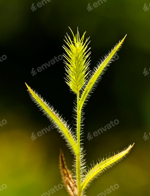 Preview: Beautiful abstract and blurred floral background