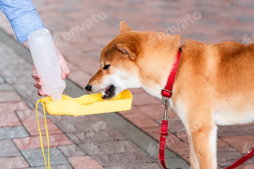 Preview: boy feeds his dog from a portable plastic bottle. Thirsty dog. Travel water bottle. Pet care