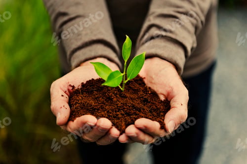Preview: Hands holding a pile of earth soil with a growing plant