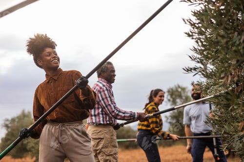 Preview: Farmers harvesting olives in orchard with sticks, teamwork and sustainability in agriculture