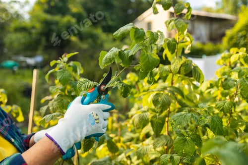 Preview: Pruning raspberry bushes. Autumn garden work. Gloved hands