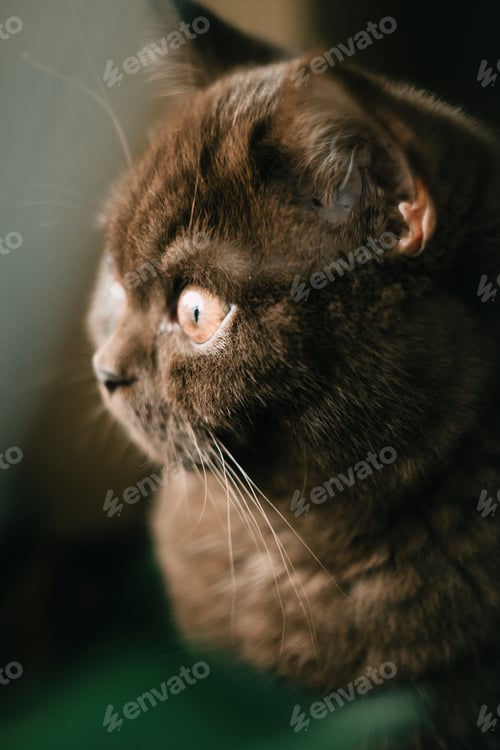 Preview: Cute british shorthair kitten indoor photo
