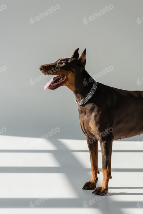 Preview: doberman dog in chain collar on grey background with shadows