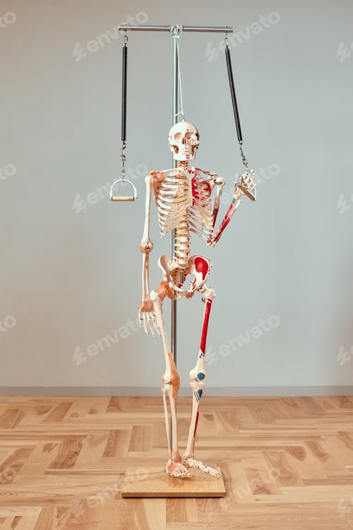 Preview: Skeleton in pilates studio, visual aid for human body training, healthy lifestyle