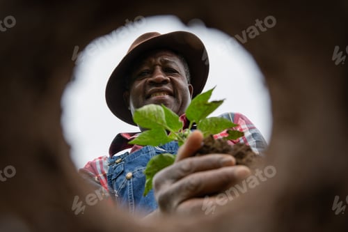 Preview: An african farmer is planting a tomato plant in the field, photo from below.