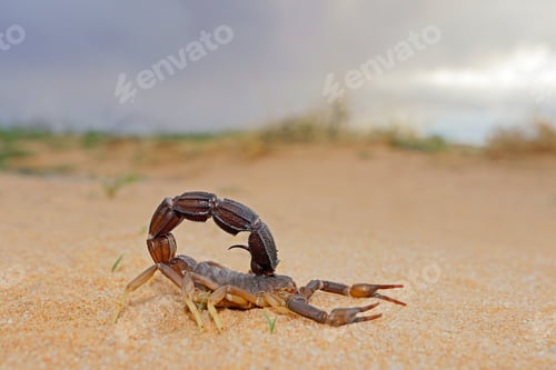 Preview: Granulated thick-tailed scorpion (Parabuthus granulatus), Kalahari desert, South Africa