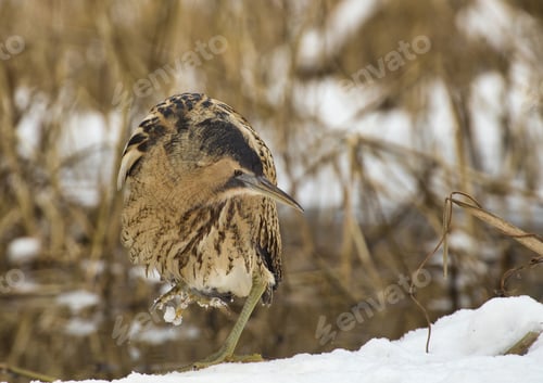 Preview: The Eurasian bittern(Botaurus stellaris)