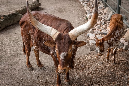 Preview: Beautiful horned cow with horns in the reserve.