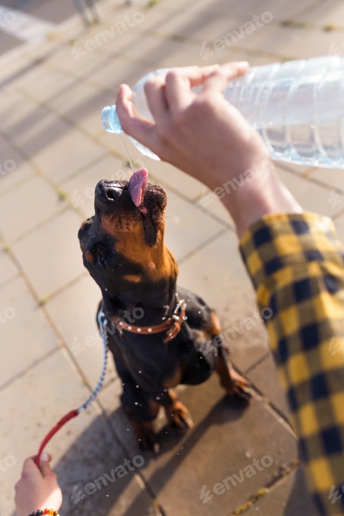 Preview: Dog drinking water from the plastic bottle in the park.