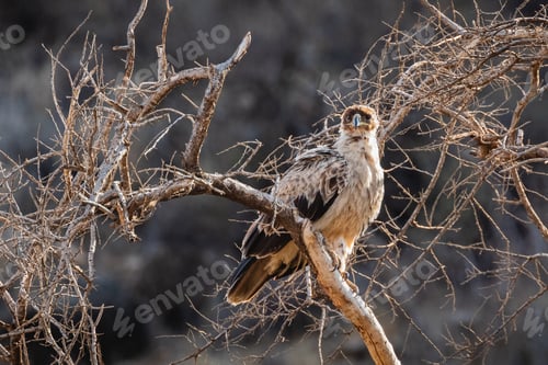 Preview: Tawny eagle - Samburu national reserve, North Kenya