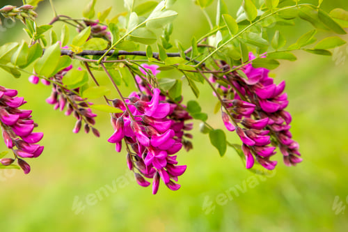 Preview: Pink colored acacia flower. Robinia hispida