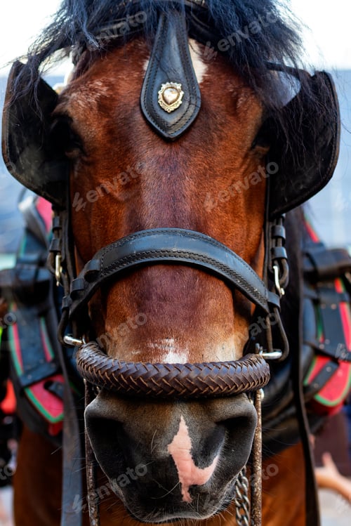 Preview: Spanish horse