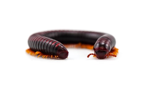 Preview: centipede millipede isolated on white background