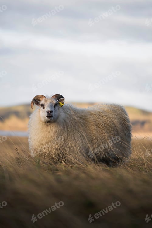 Preview: Icelandic sheep