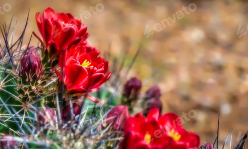 Preview: Spring Prickly Pear cactus blooms