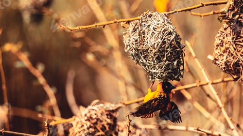 Preview: Selective focus closeup of a yellow village weaver bird making its nest on a tree stem