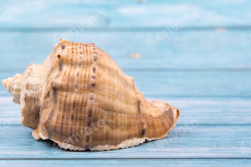 Preview: one shell on a blue wooden background.Marine theme