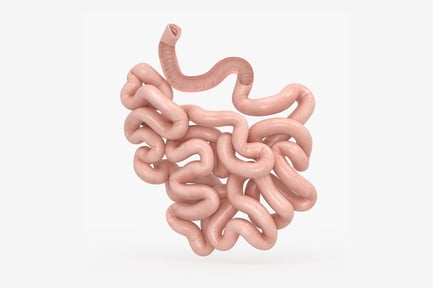 Preview: Detailed Small Intestine Structure