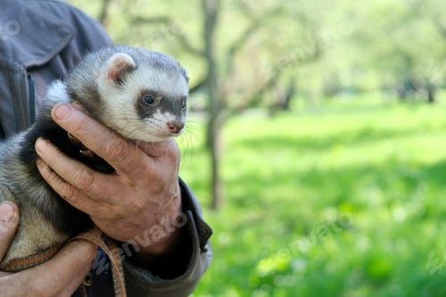 Preview: Ferret on a walk