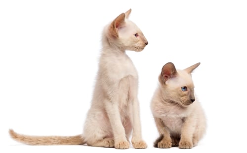 Preview: Two Oriental Shorthair kittens, 9 weeks old, sitting, lying