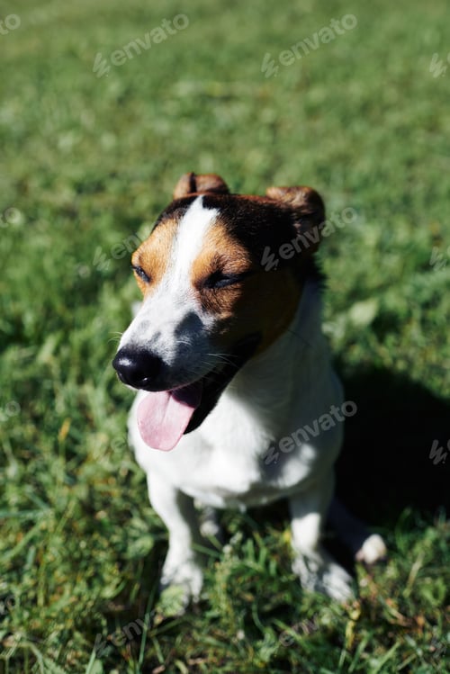 Preview: Funny dog sitting in park