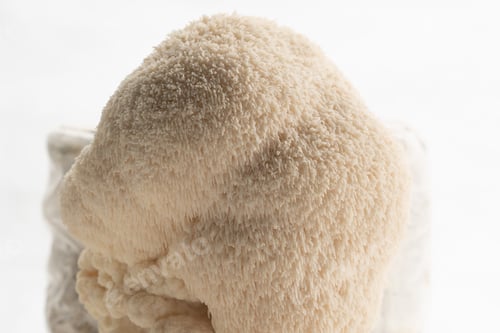 Preview: A group of edible mushrooms on mushroom farm Lentinula edodes growing on a log on white background