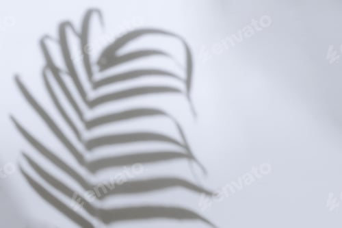 Preview: Palm leaf shadow