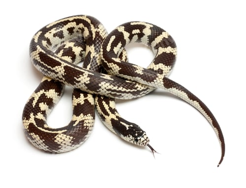 Preview: Banana eastern kingsnake or common kingsnake, Lampropeltis getula californiae
