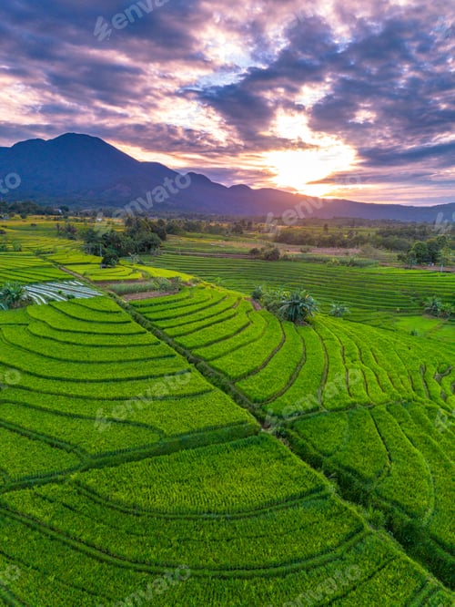 Preview: Beautiful morning view indonesia Panorama Landscape paddy fields