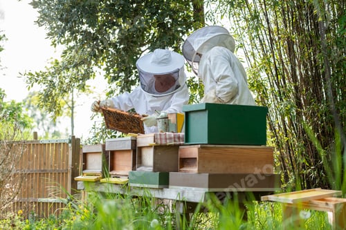 Preview: Couple male and female tending to bee hive at the bottom of garden for honey. Inspecting the hive