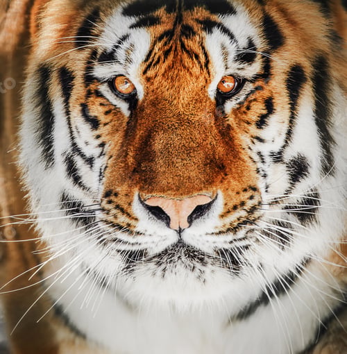 Preview: Close-up detail portrait of tiger, Beautiful face portrait of tiger.