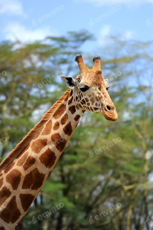 Preview: Giraffe